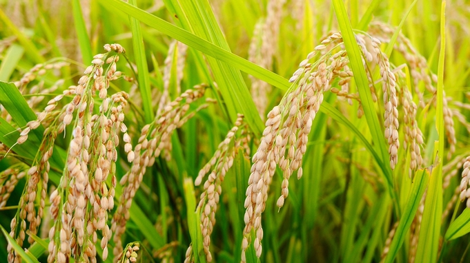 【2食付・和食膳】自家製の飯山産コシヒカリと昔懐かしのお母さんの手料理！農家民宿でゆったり田舎時間♪